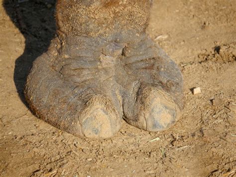 Hairy Indian Pictures, Images and Stock Photos